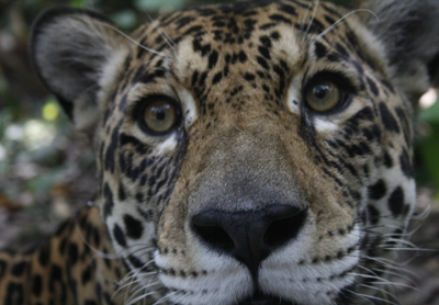 jaguar at ambue ari